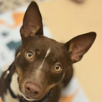 Newt, a Adoptable mixed breed in Pleasanton, CA image 3/3