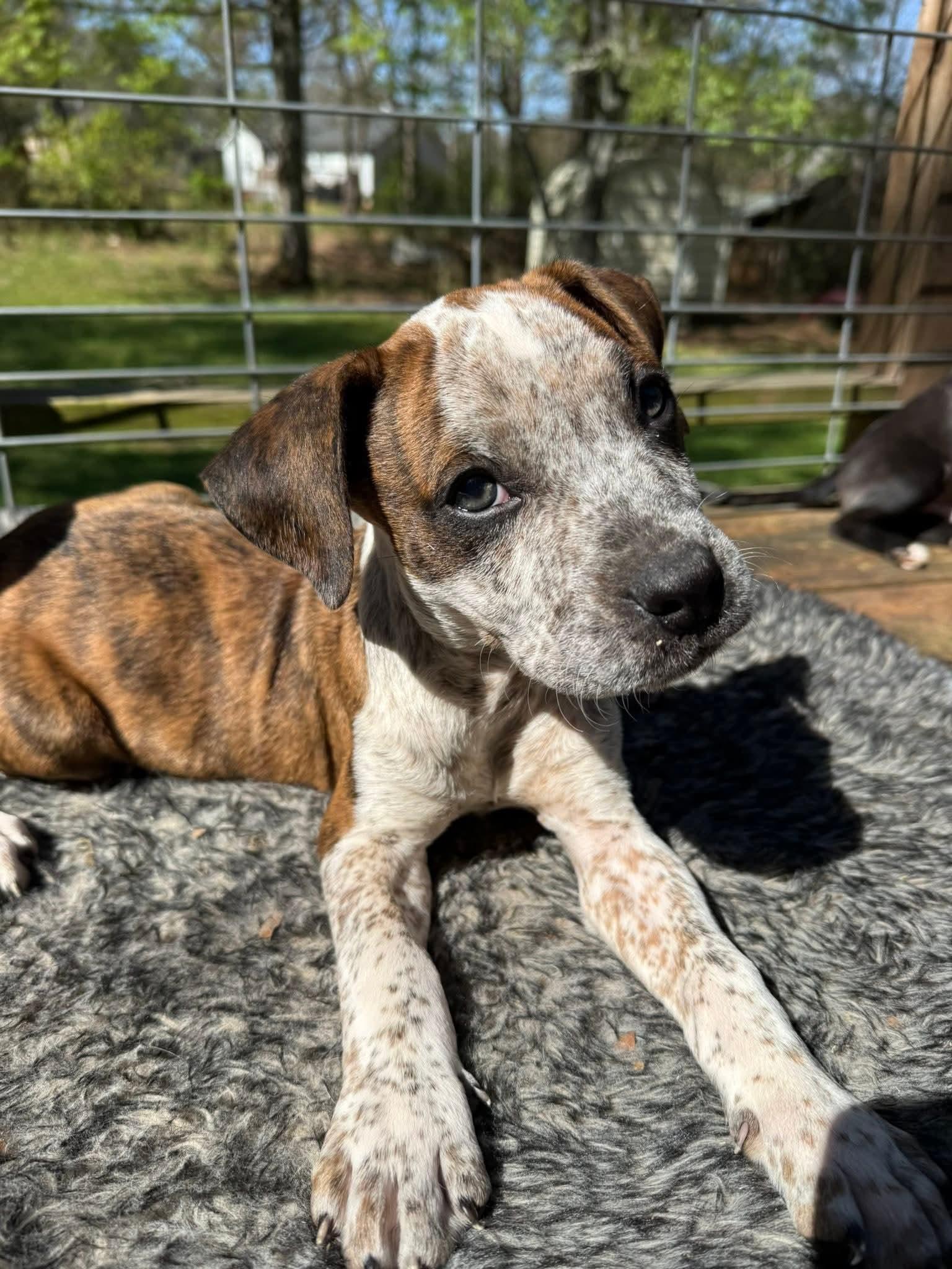 Benji, Adoptable, Puppy Male Boxer.