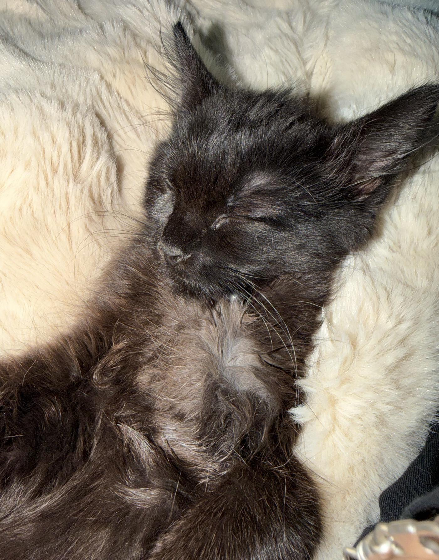 Jiji AL, a Adopted Domestic Medium Hair in Frisco, TX image 1/3