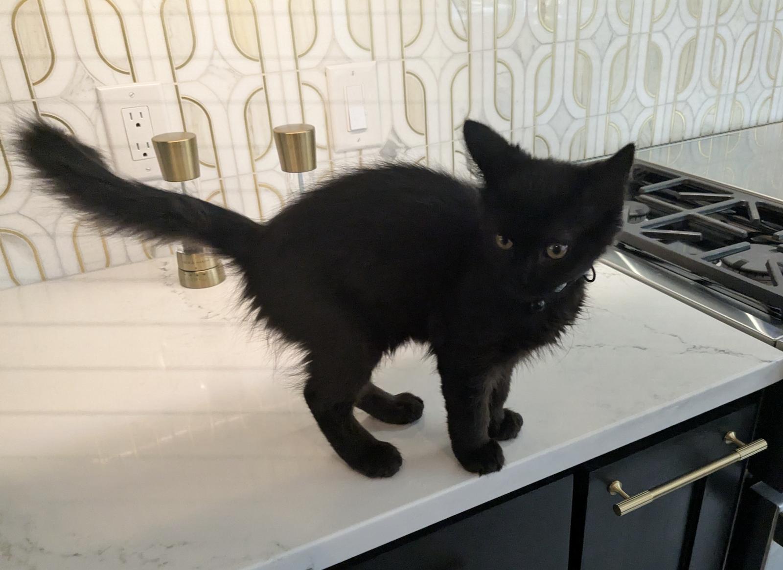 Jiji AL, a Adopted Domestic Medium Hair in Frisco, TX image 2/3