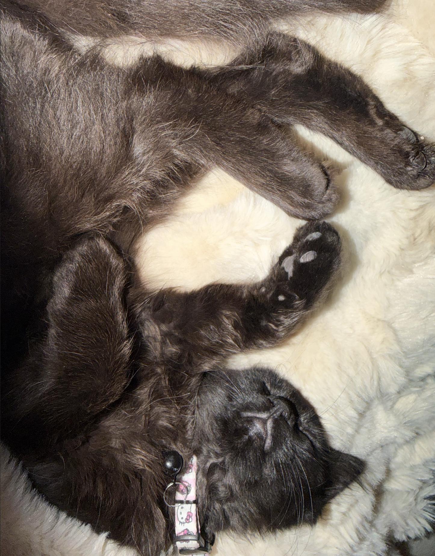 Jiji AL, a Adopted Domestic Medium Hair in Frisco, TX image 3/3