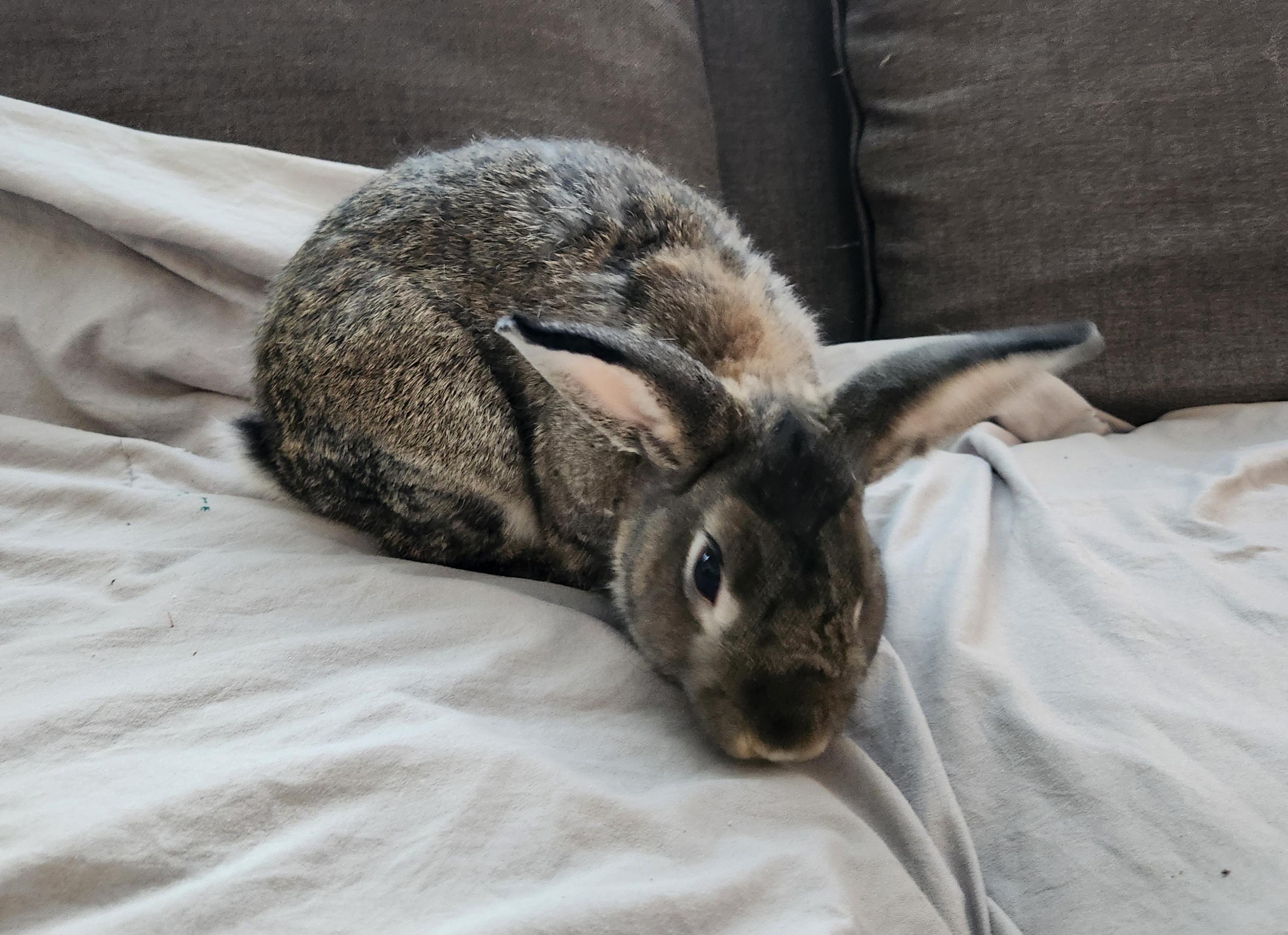 Daisy, Adoptable, Adult Male Dutch.