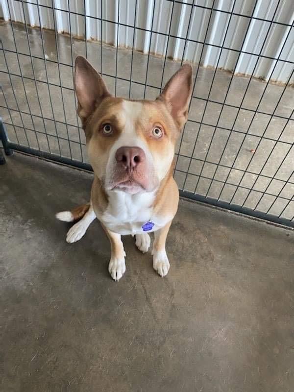 Duke, Adopted, Adult Male Pit Bull Terrier.