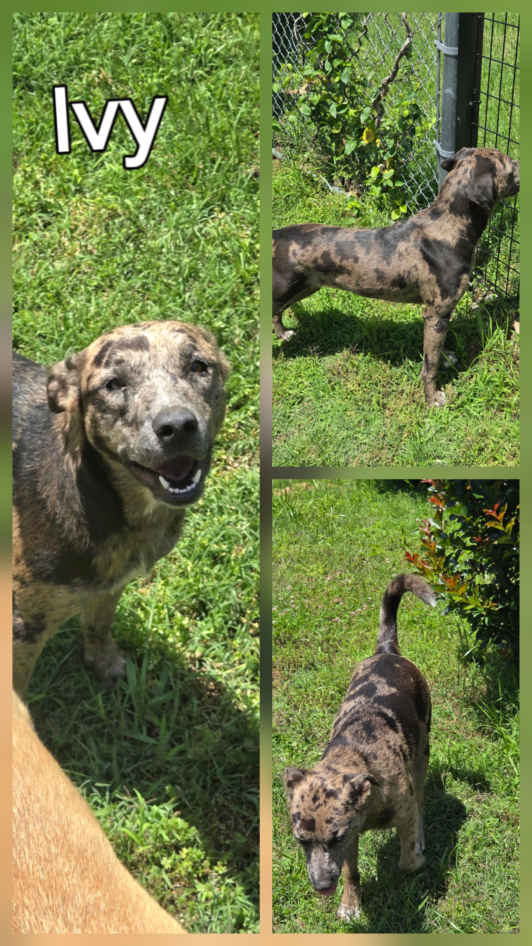 Enlarge Ivy, a Adopted Catahoula Leopard Dog in Camden, TN image 1/1