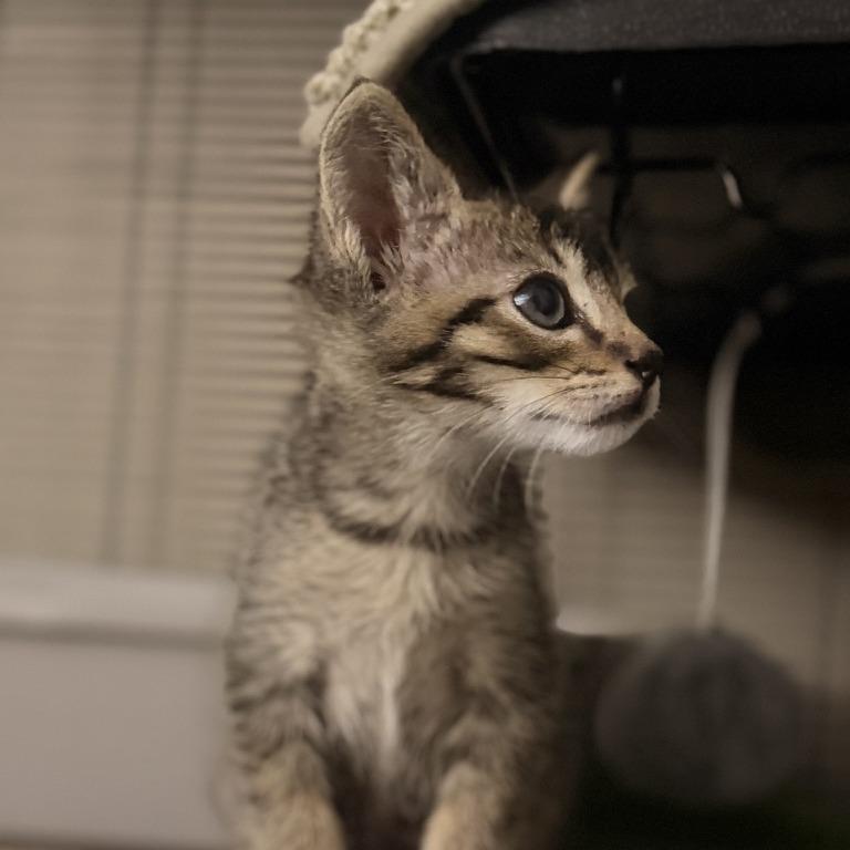 Yakko, Adoptable, Kitten Male Domestic Short Hair.