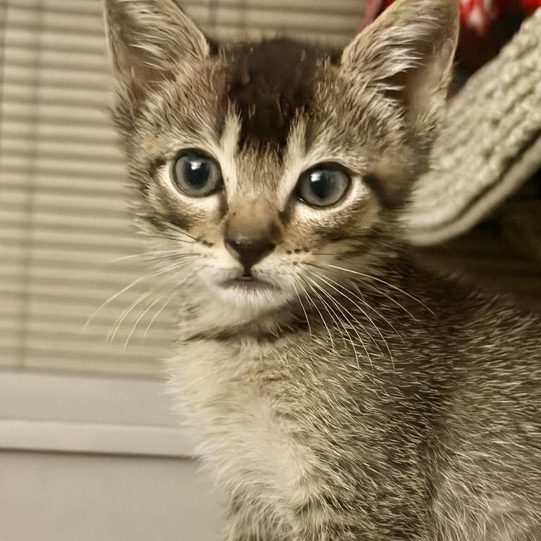 Enlarge Yakko, a Adoptable Domestic Short Hair in Pleasanton, CA image 2/5