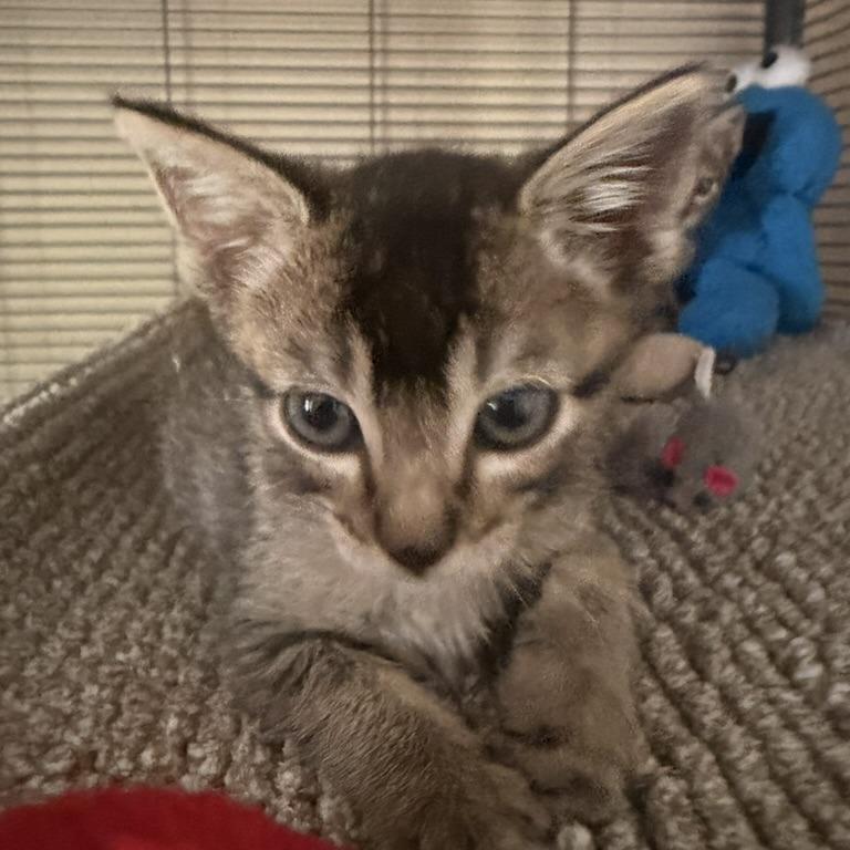 Enlarge Yakko, a Adoptable Domestic Short Hair in Pleasanton, CA image 3/5