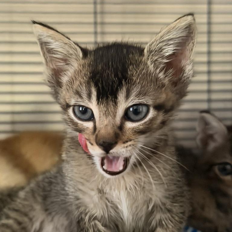 Enlarge Yakko, a Adoptable Domestic Short Hair in Pleasanton, CA image 4/5
