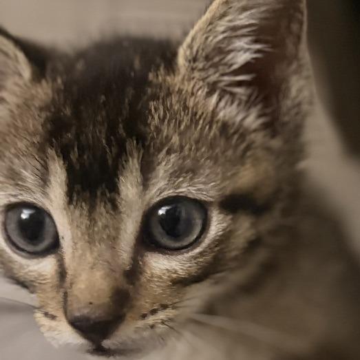 Enlarge Yakko, a Adoptable Domestic Short Hair in Pleasanton, CA image 5/5