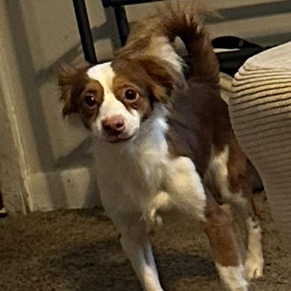 Bruno, adopted, Young Male Chihuahua & Dachshund.