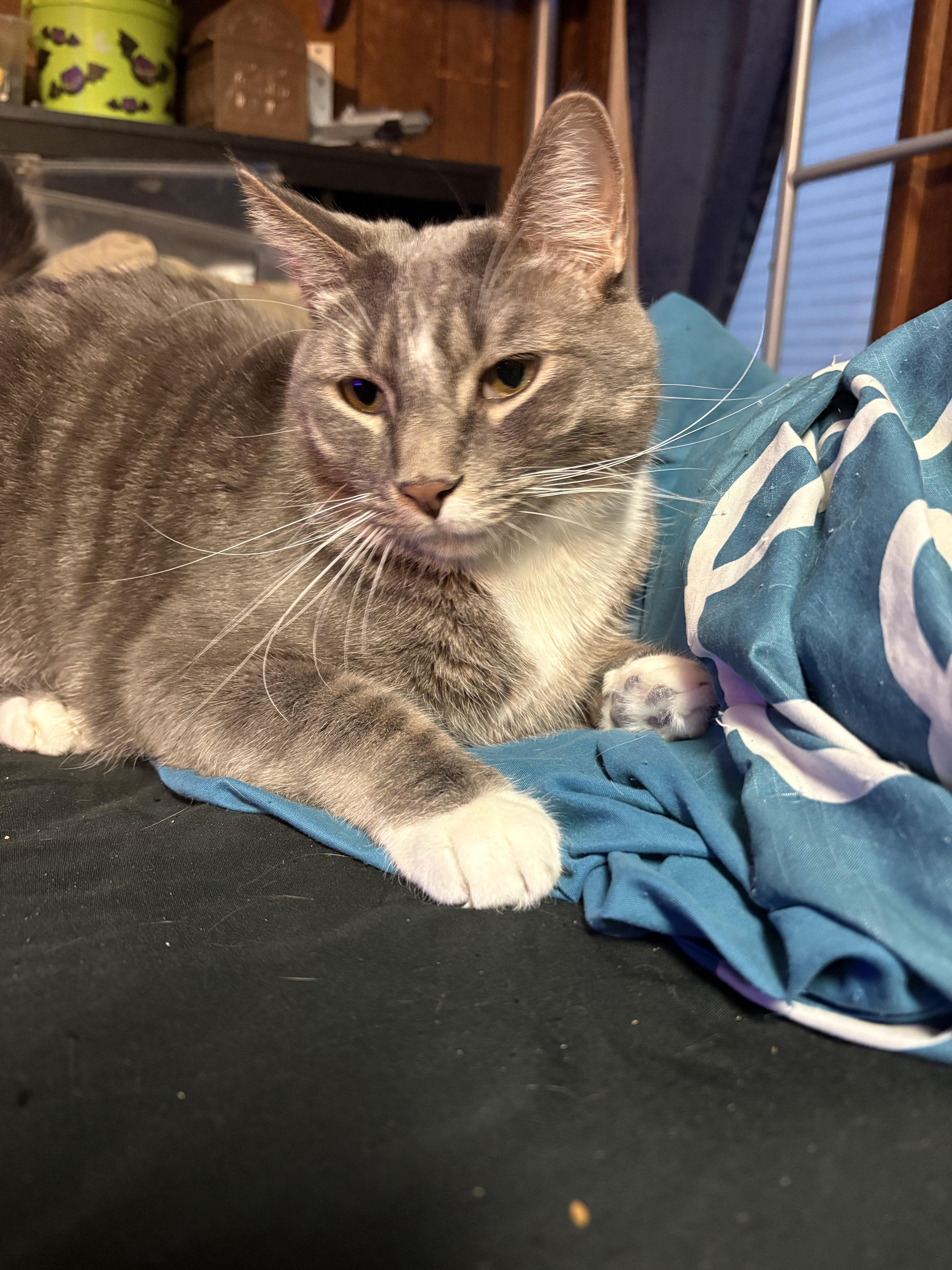 Enlarge Tristan, a ADOPTABLE mixed breed in Latham, NY image 2/5