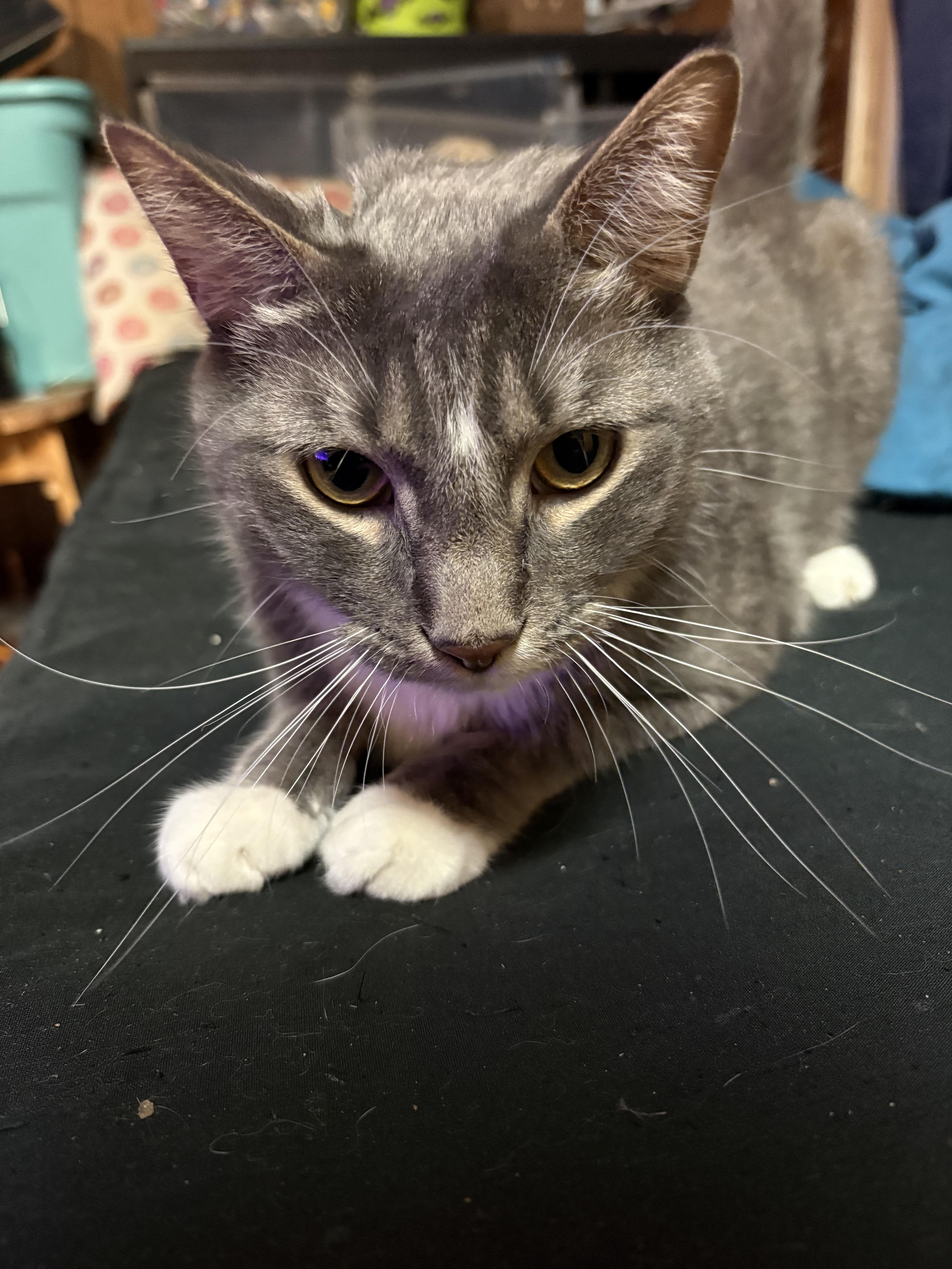 Enlarge Tristan, a ADOPTABLE mixed breed in Latham, NY image 3/5