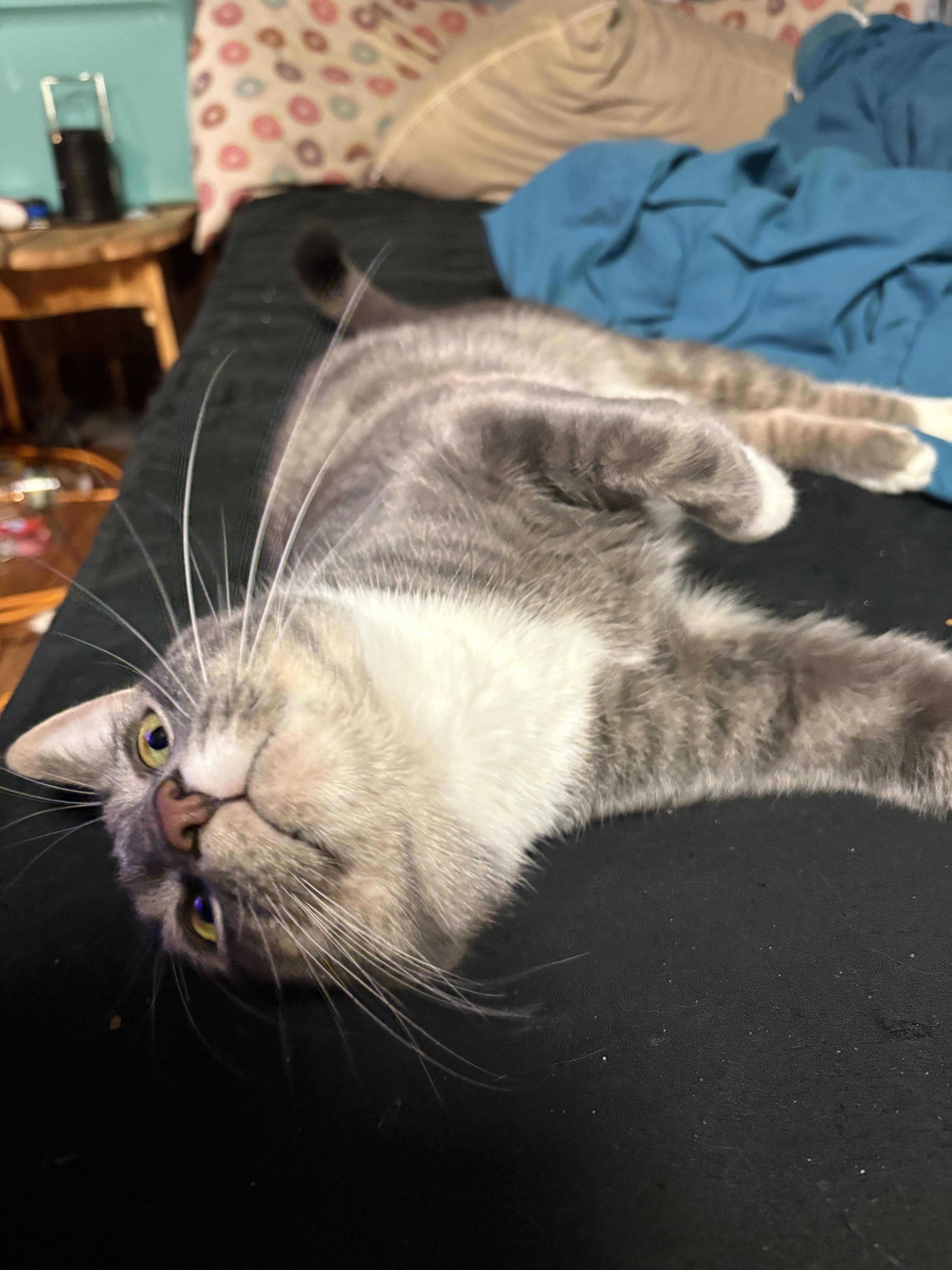 Enlarge Tristan, a ADOPTABLE mixed breed in Latham, NY image 5/5