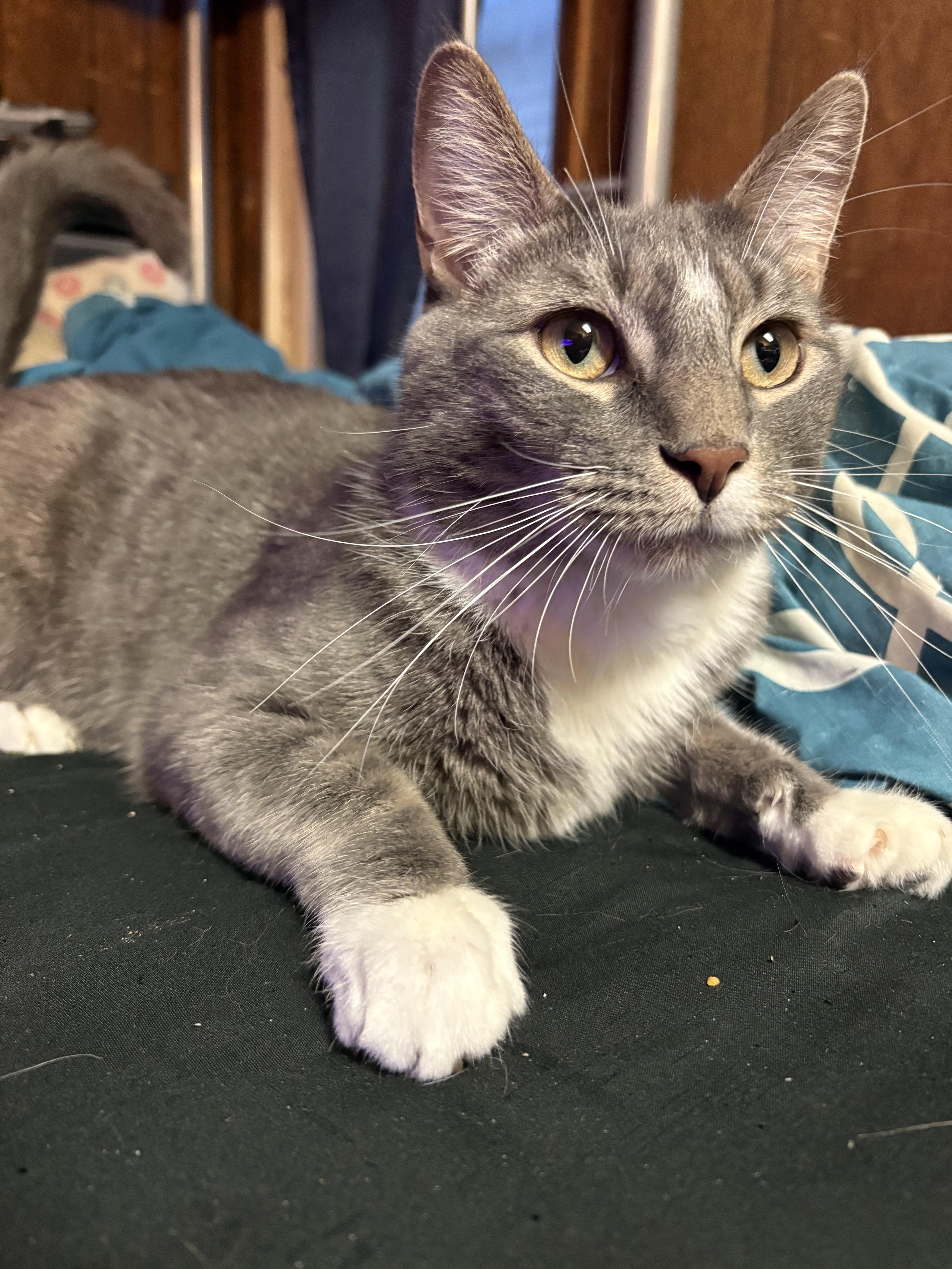 Enlarge Tristan, a ADOPTABLE mixed breed in Latham, NY image 4/5