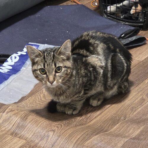 Enlarge Chutney, a Adoptable Domestic Short Hair in Canal Winchester, OH image 1/1