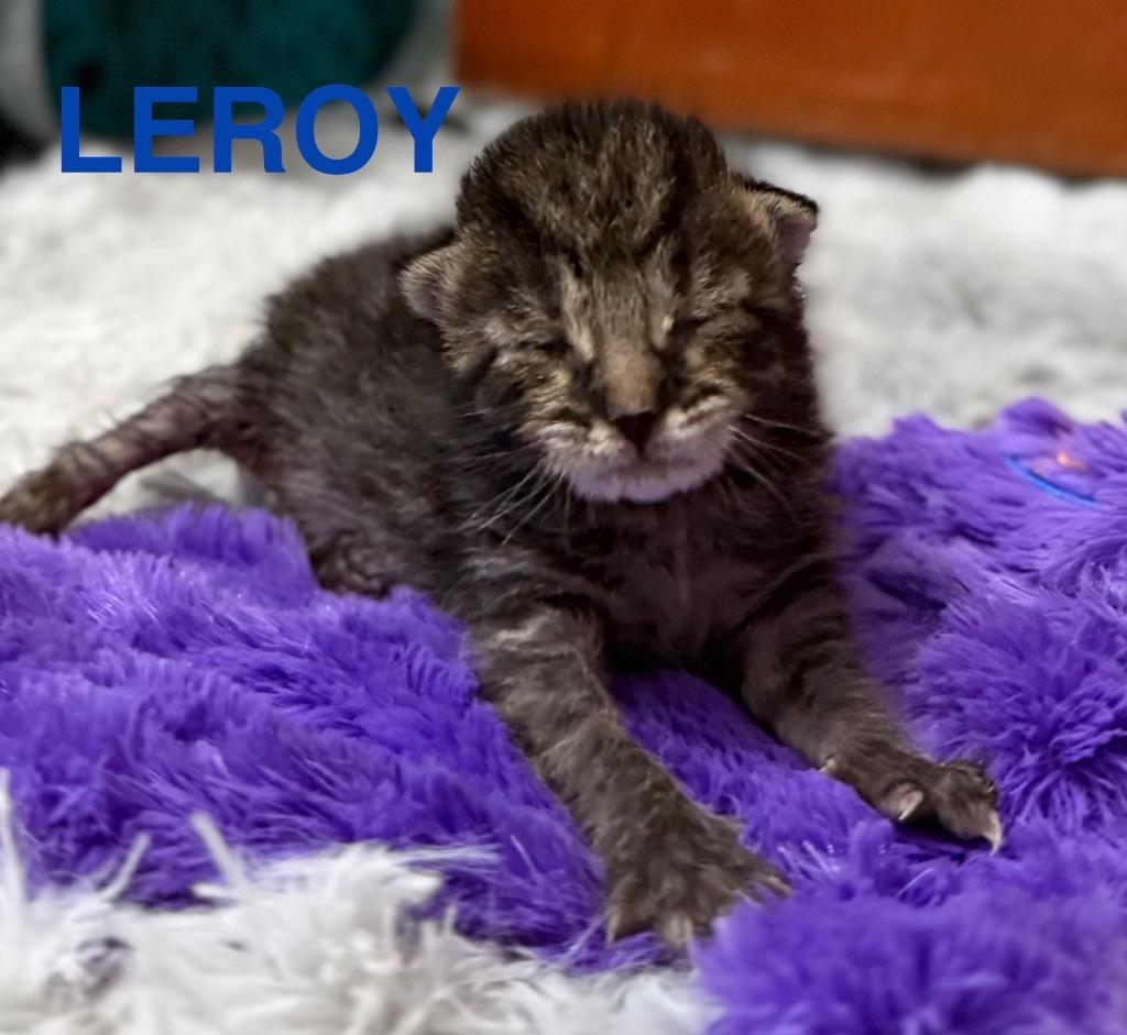 Leroy, Adoptable, Kitten Male Domestic Short Hair.