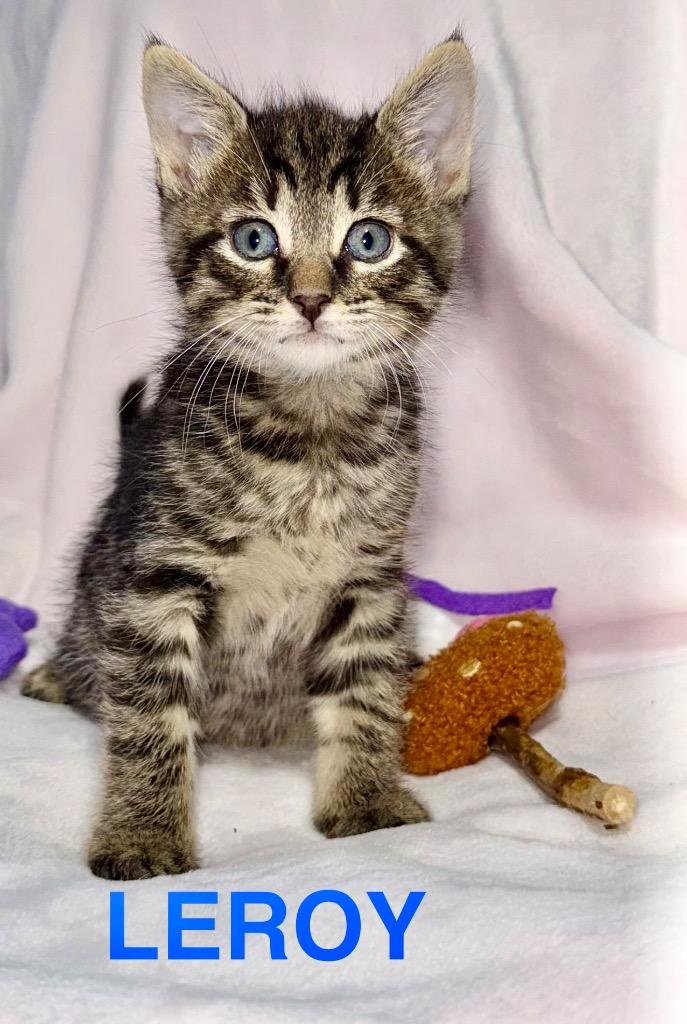 Enlarge Leroy, a Adoptable mixed breed in Leonardtown, MD image 2/2