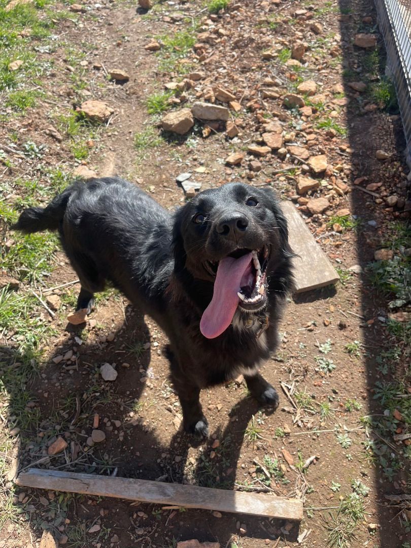 Daisy, Adopted, Young Female Australian Shepherd & Golden Retriever.