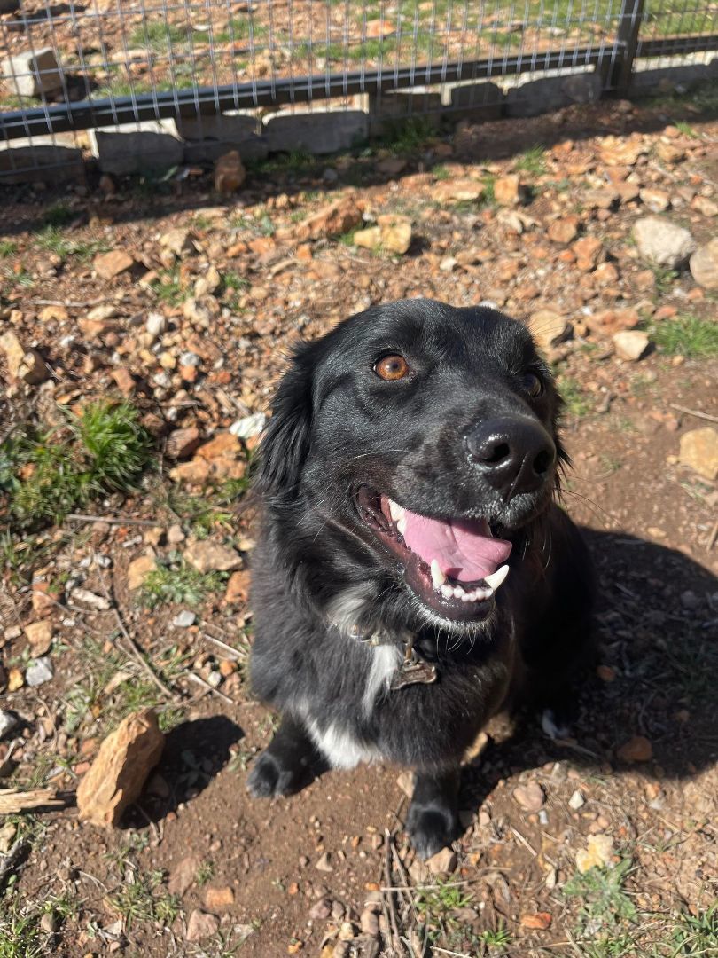 Daisy, a Adopted mixed breed in Spicewood, TX image 2/3
