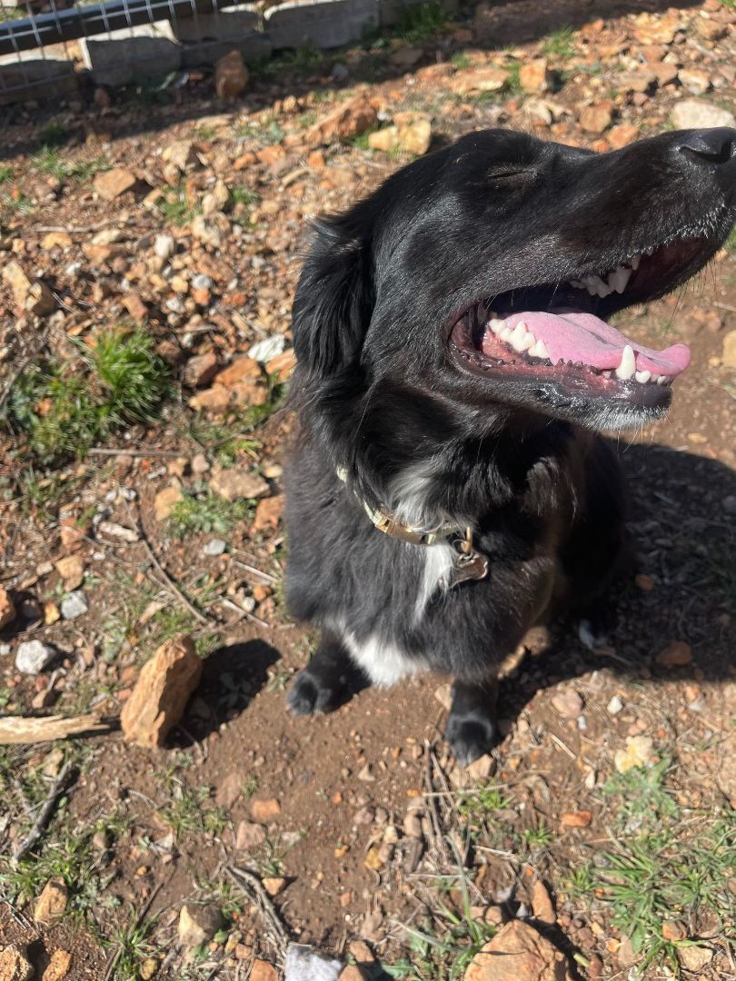 Daisy, a Adopted mixed breed in Spicewood, TX image 3/3