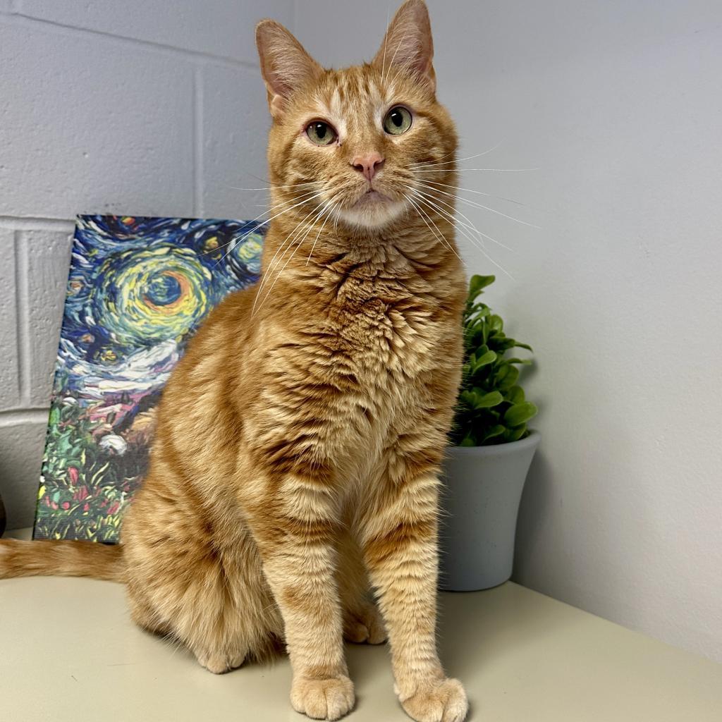 Enlarge Howie, a Adoptable Domestic Short Hair in Middleburg Heights , OH image 3/6