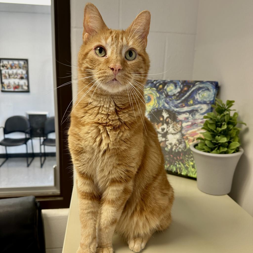 Enlarge Howie, a Adoptable Domestic Short Hair in Middleburg Heights , OH image 4/6