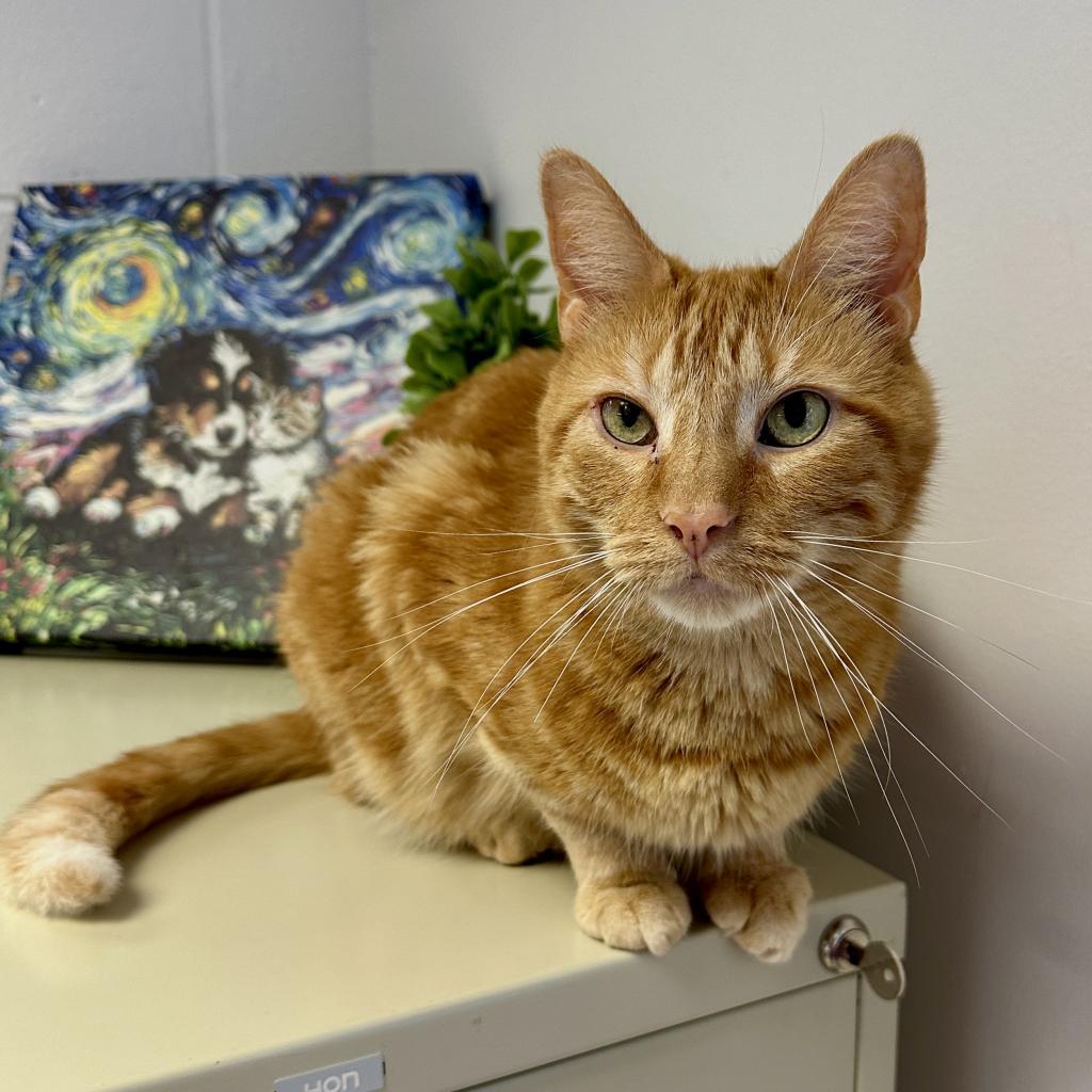 Enlarge Howie, a Adoptable Domestic Short Hair in Middleburg Heights , OH image 5/6