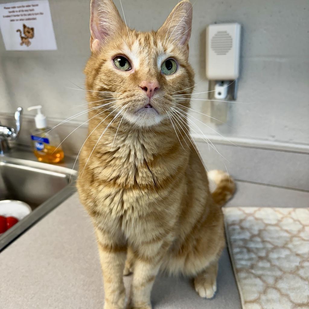 Enlarge Howie, a Adoptable Domestic Short Hair in Middleburg Heights , OH image 6/6