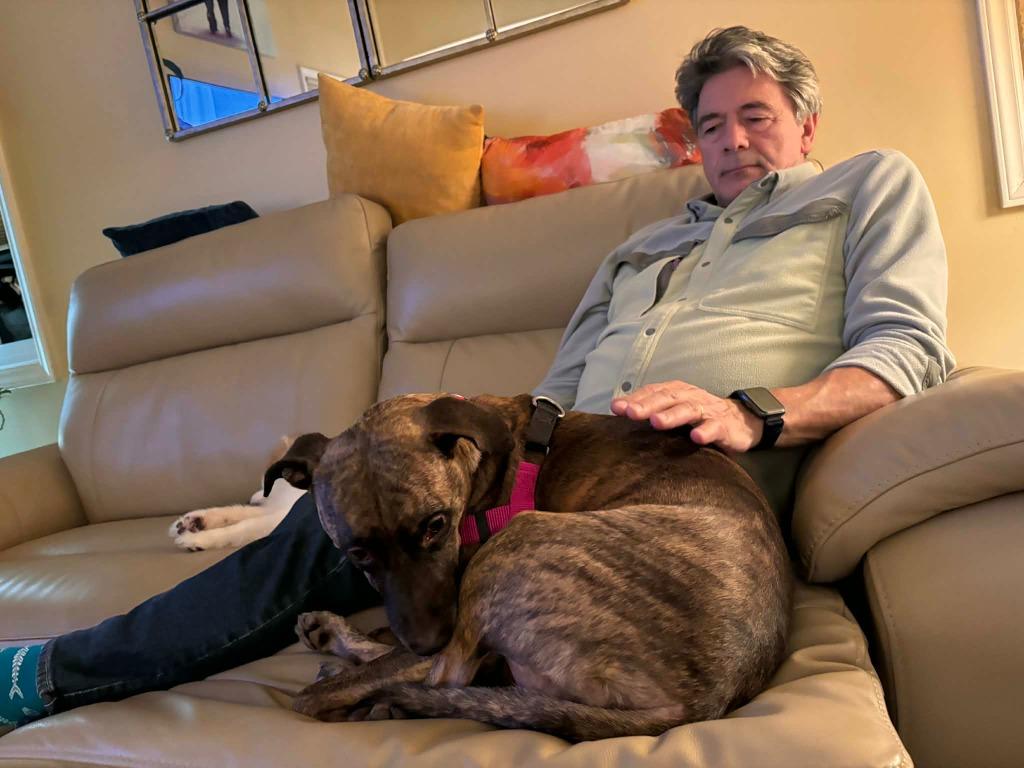 Coca Cola, Adoptable, Adult Female Hound & Terrier.