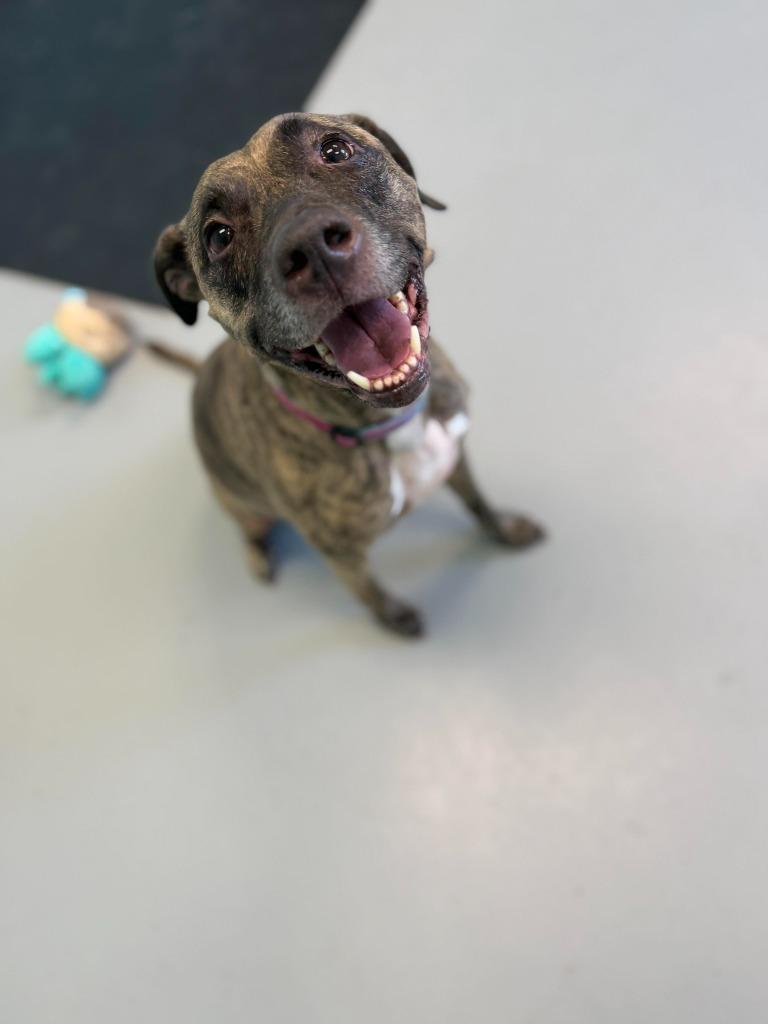 Enlarge Coca Cola, a Adoptable mixed breed in Raleigh, NC image 2/6