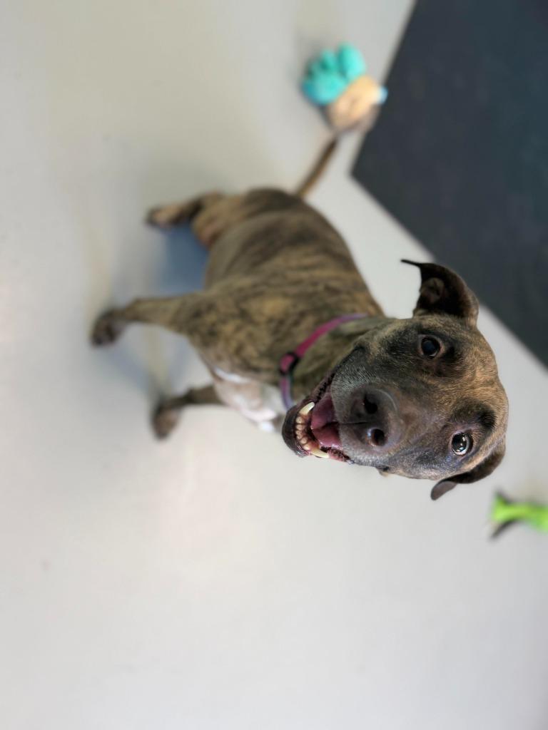 Enlarge Coca Cola, a Adoptable mixed breed in Raleigh, NC image 3/6