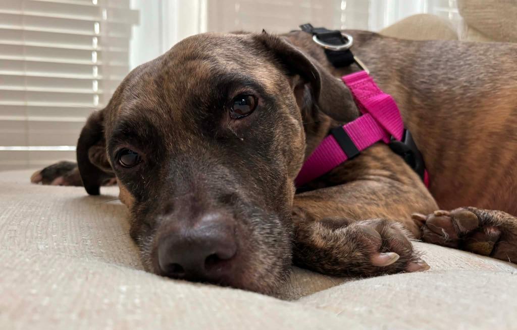 Enlarge Coca Cola, a Adoptable mixed breed in Raleigh, NC image 4/6