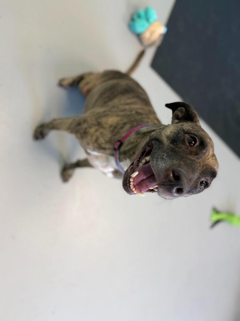 Enlarge Coca Cola, a Adoptable mixed breed in Raleigh, NC image 5/6