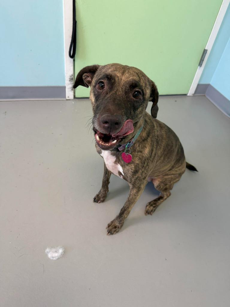 Enlarge Coca Cola, a Adoptable mixed breed in Raleigh, NC image 6/6