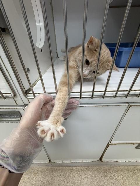 Enlarge Butterscotch, a Adopted Domestic Short Hair in Westbrook, CT image 3/3