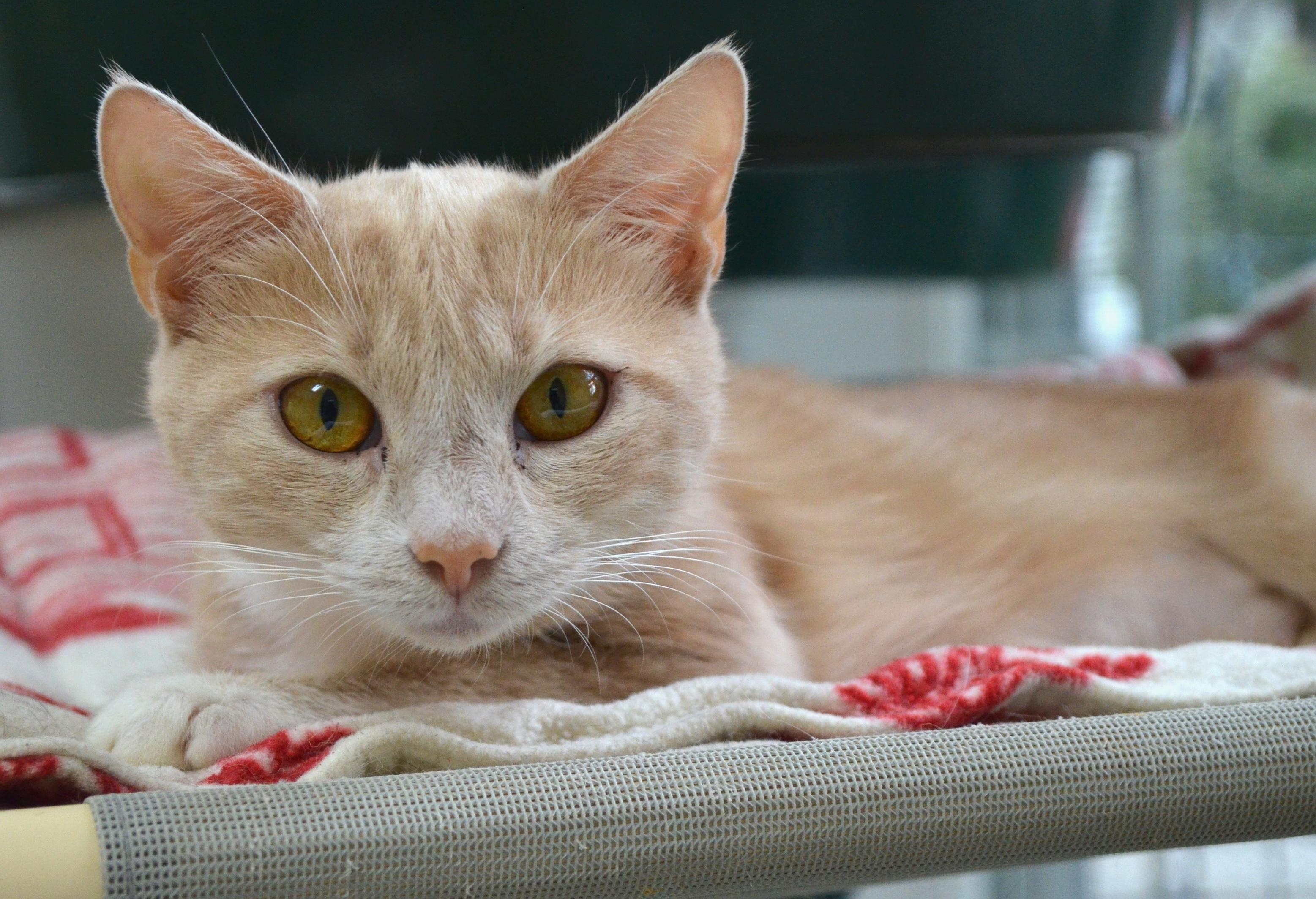Enlarge Butterscotch, a Adopted Domestic Short Hair in Westbrook, CT image 1/3
