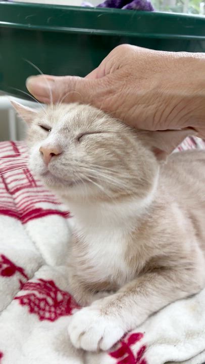 Enlarge Butterscotch, a Adopted Domestic Short Hair in Westbrook, CT video 2/3