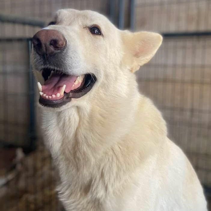 Ludwig PC, an adopted mixed breed in Brattleboro, VT image 2/5
