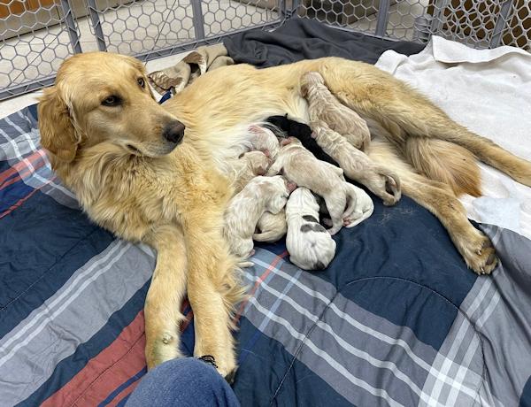 Goldie & Puppies, an adopted mixed breed in Los Angeles, CA image 3/6