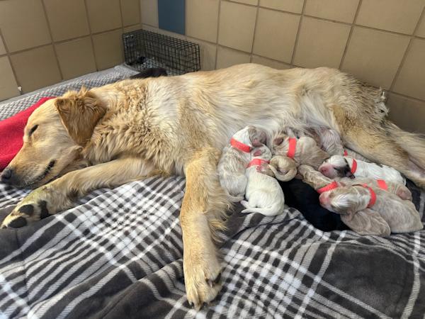 Goldie & Puppies, an adopted mixed breed in Los Angeles, CA image 2/6