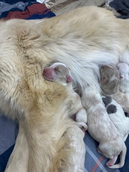 Goldie & Puppies, an adopted mixed breed in Los Angeles, CA image 4/6