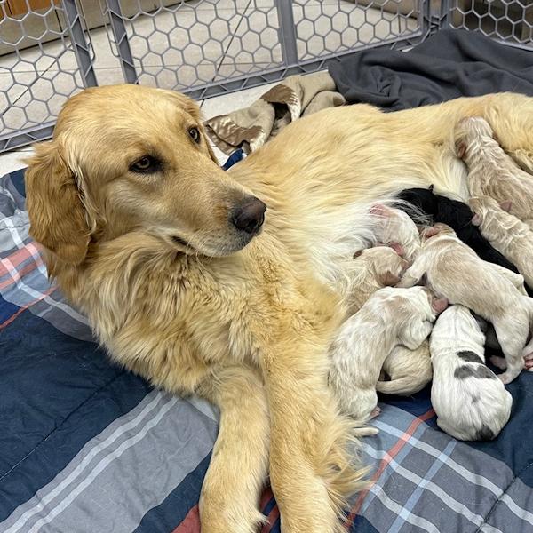Goldie & Puppies, an adopted mixed breed in Los Angeles, CA image 1/6