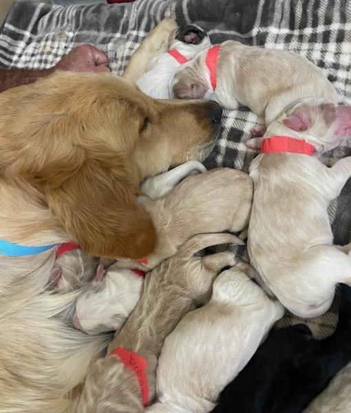 Goldie & Puppies, an adopted mixed breed in Los Angeles, CA image 6/6