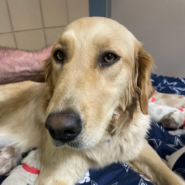 Goldie & Puppies, an adopted mixed breed in Los Angeles, CA image 5/6