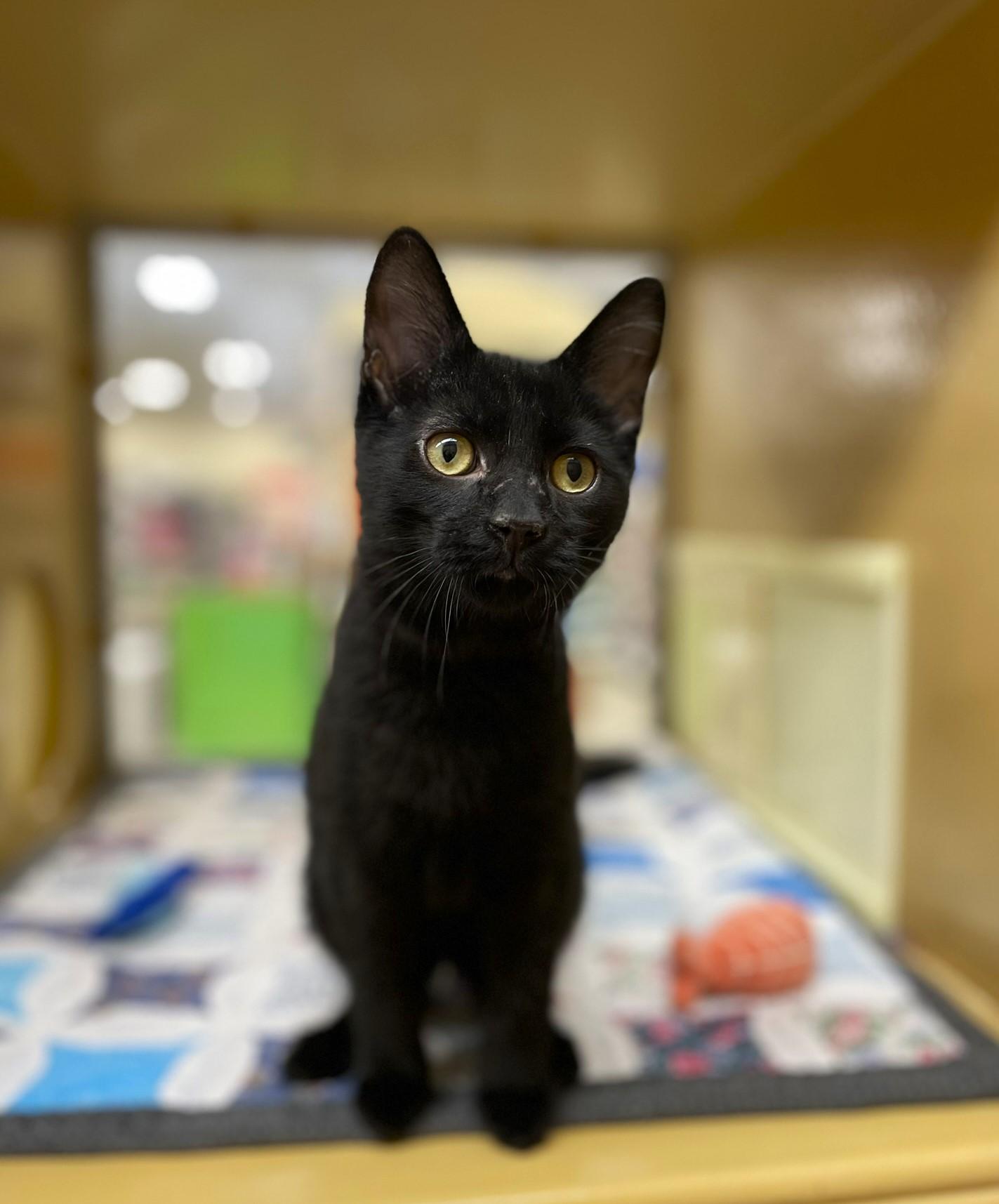 Berlin @ Canton PetSmart Habitat Michigan Ave, adopted, Young Male Domestic Short Hair.