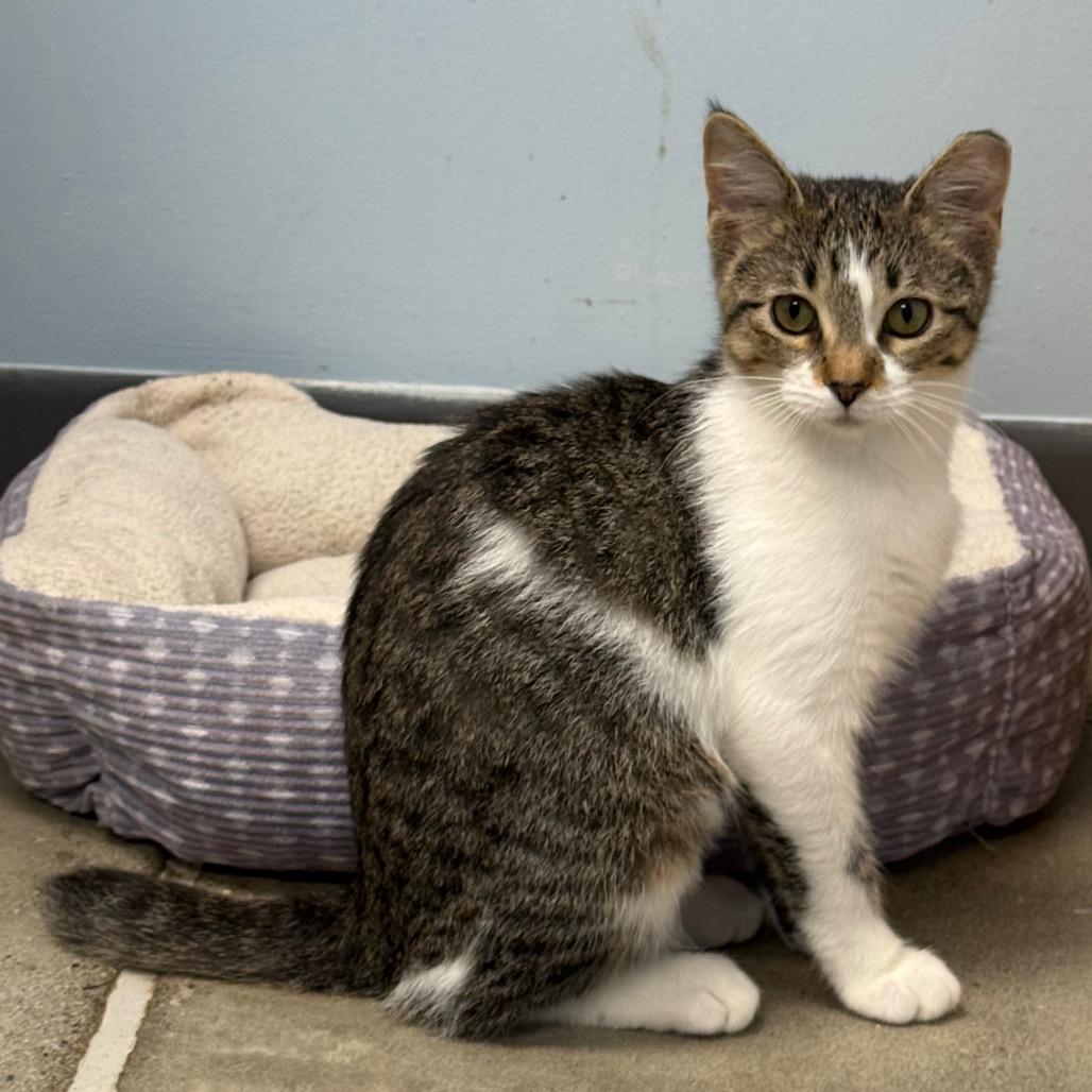 Enlarge Bobbi, a Adoptable Domestic Short Hair in Archbold , OH image 1/1