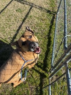 Trac14236, ADOPTABLE, Adult Male German Shepherd Dog.