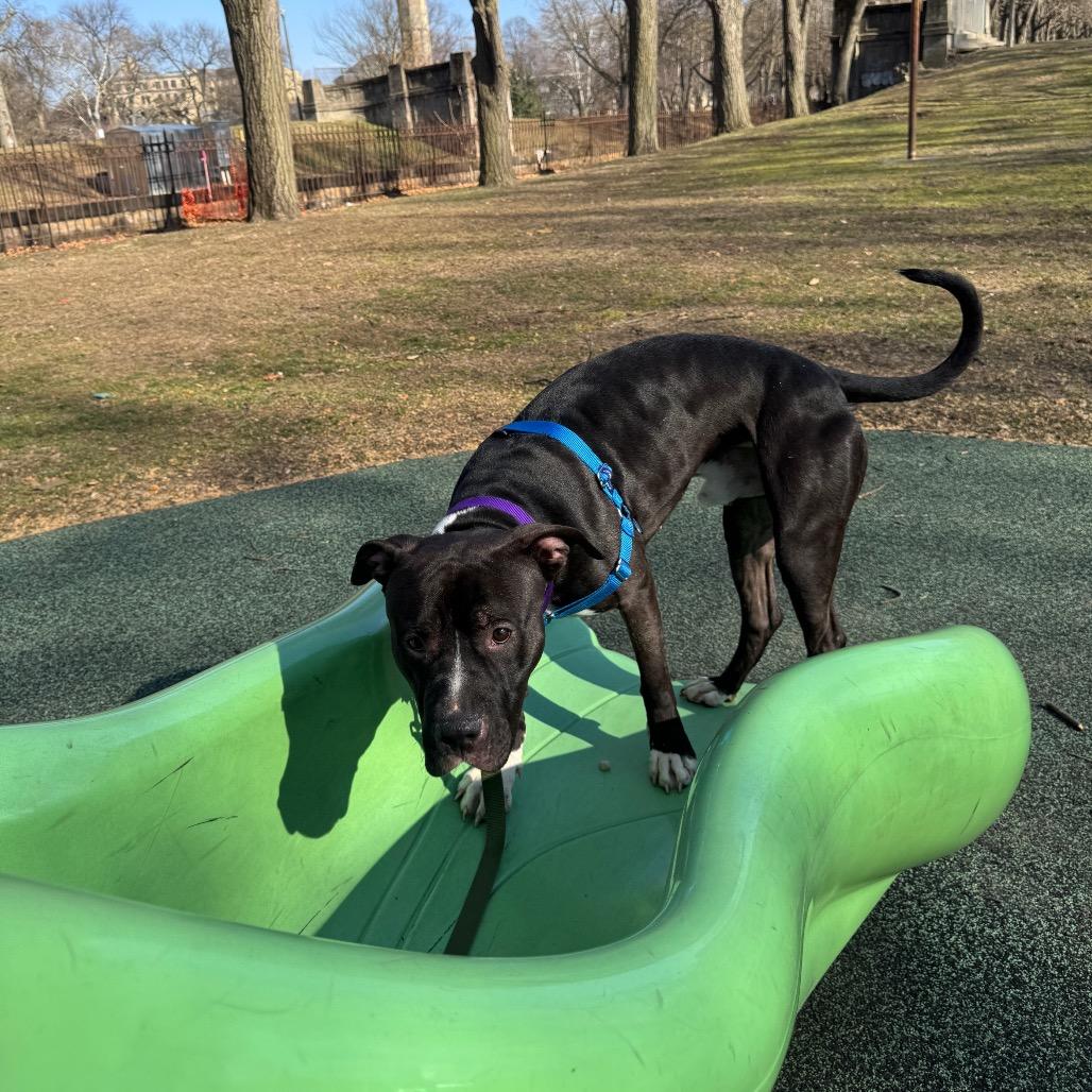 Eduardo, Adoptable, Young Male Mixed Breed.