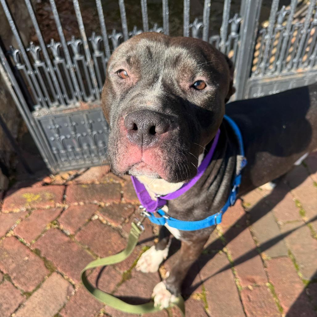 Enlarge Eduardo, a Adoptable Mixed Breed in Pittsburgh, PA image 2/6