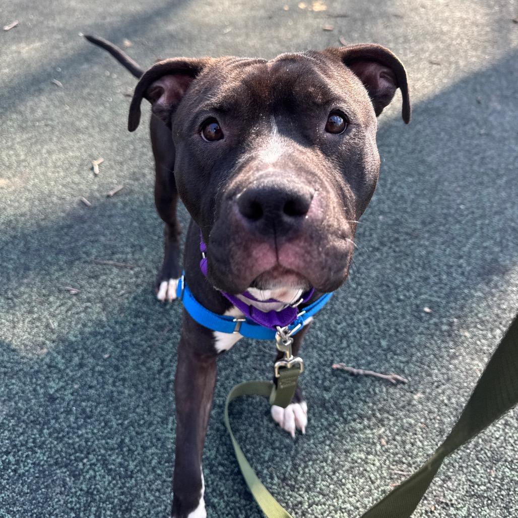 Enlarge Eduardo, a Adoptable Mixed Breed in Pittsburgh, PA image 3/6